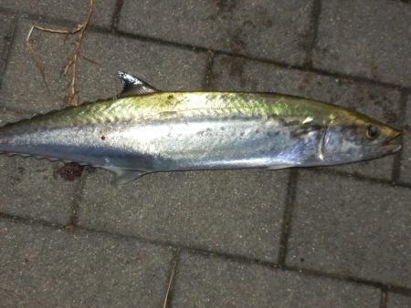 すれ！サゴシ‼￥1,000円也